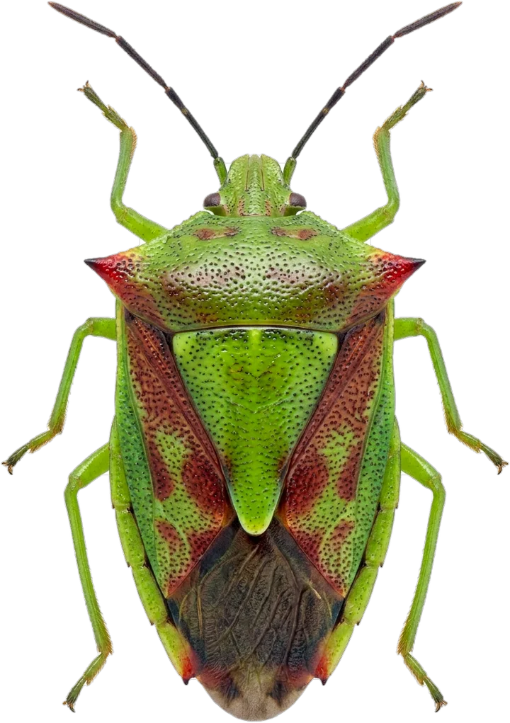Parent bugs, cut-out