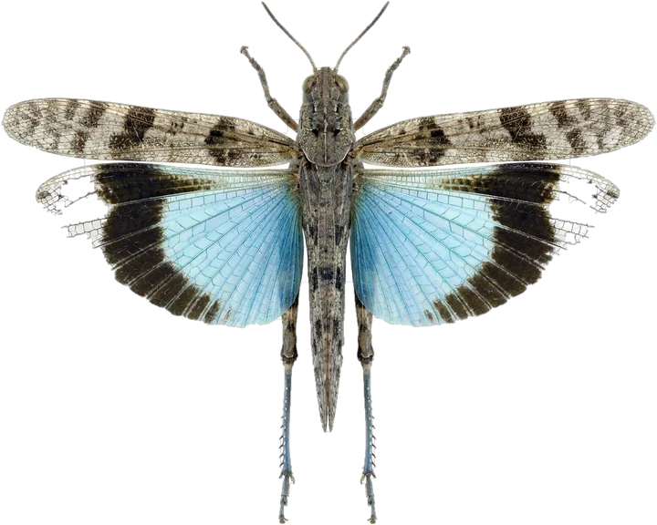 Grasshoppers, cut-out