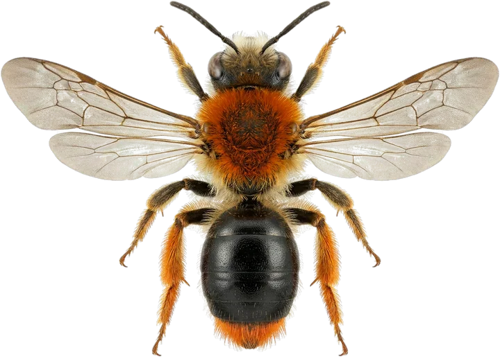 Mining bees, cut-out