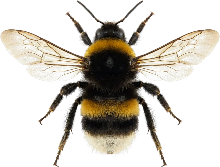 Bees and bumblebees, cut-out