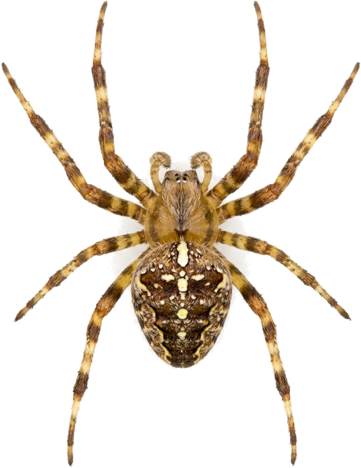 Wielwebspinnen, uitgesneden