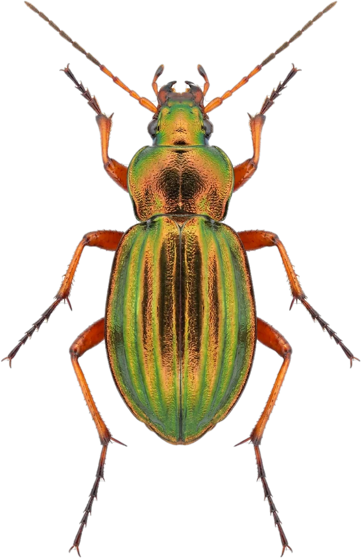 Ground beetles, cut-out
