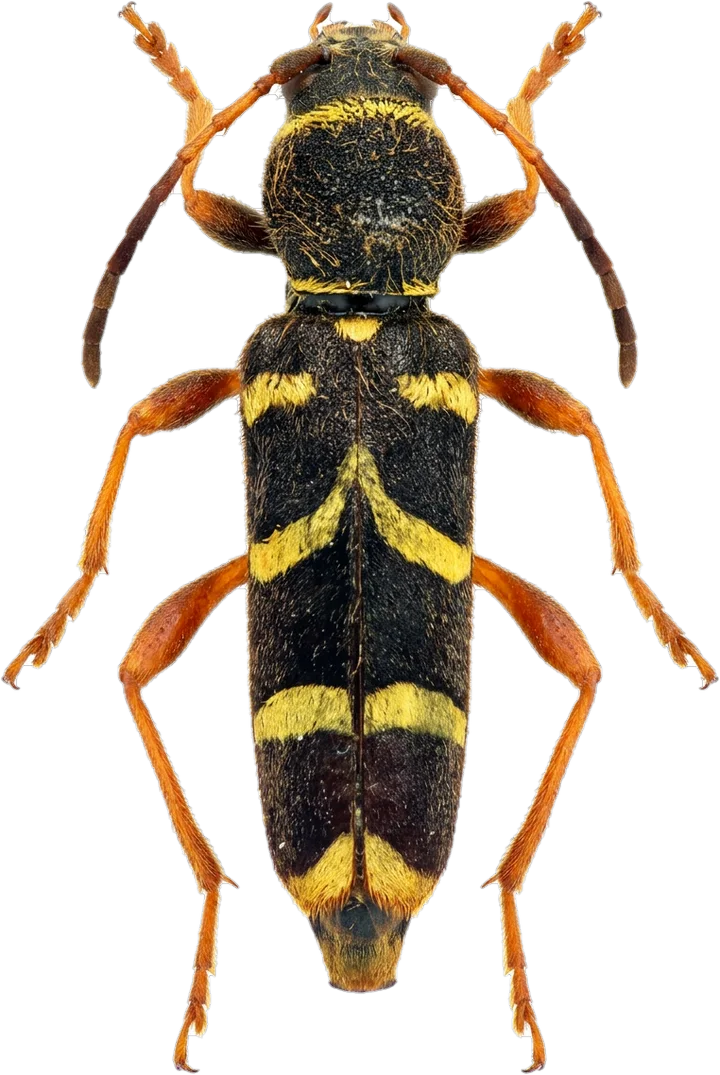 Longhorn beetles, cut-out