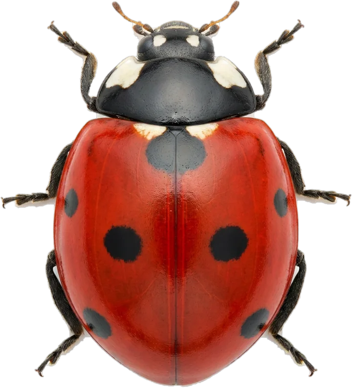 Ladybirds, cut-out