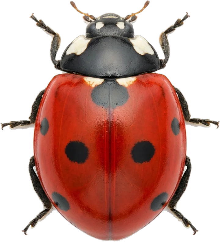 Coccinelles, détouré