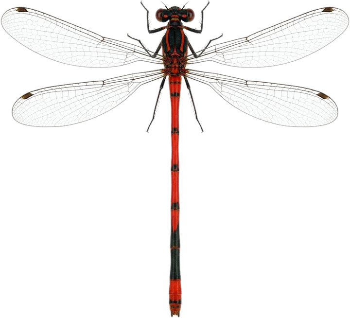 Narrow-winged damselflies, cut-out