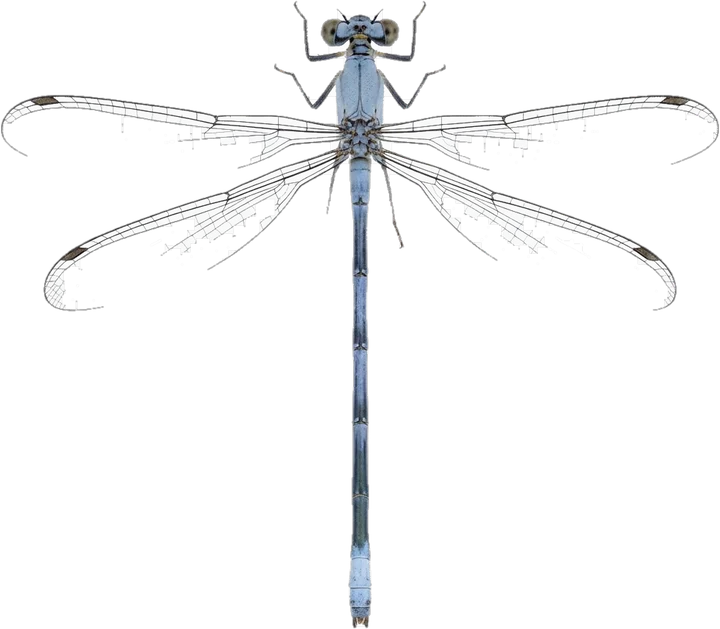 Narrow-winged damselflies, cut-out