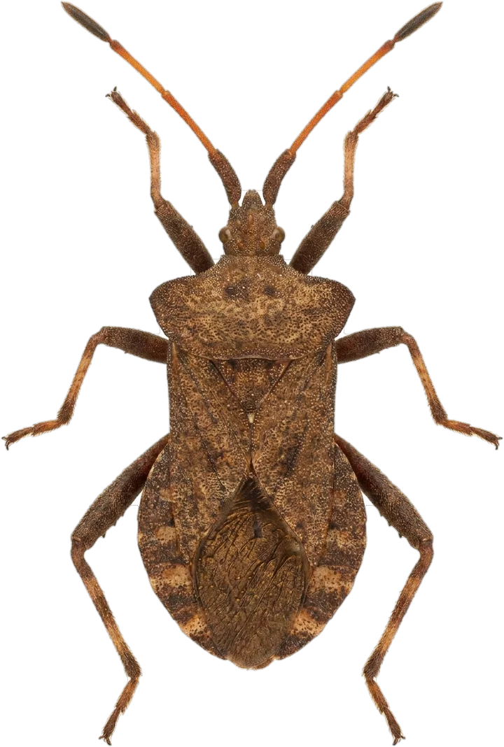 Leaf-footed bugs, cut-out