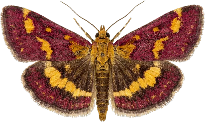Grass moths, cut-out