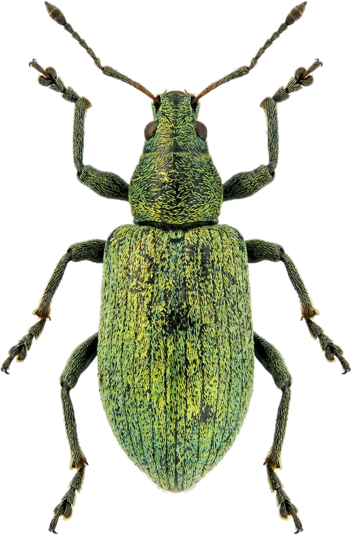 Weevils, cut-out
