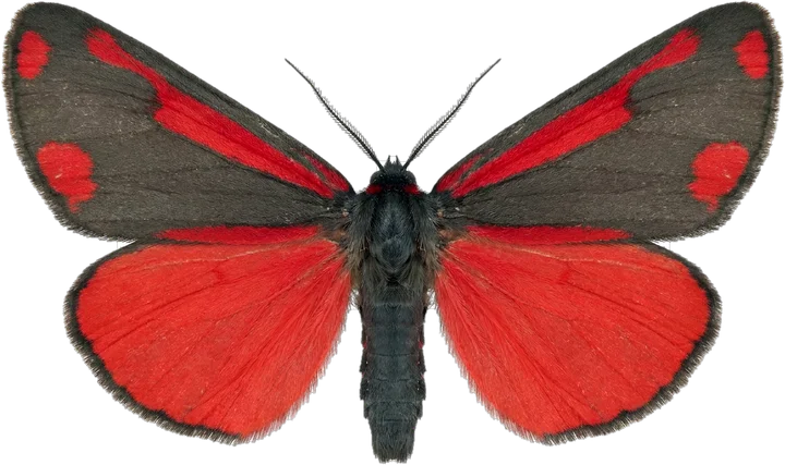 Erebid moths, cut-out