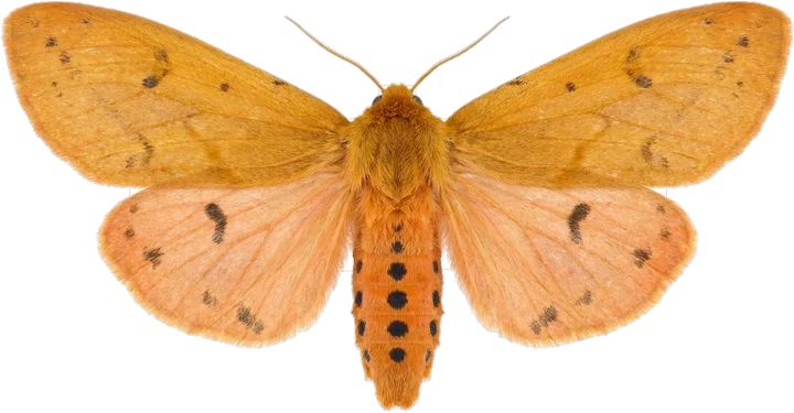 Erebid moths, cut-out