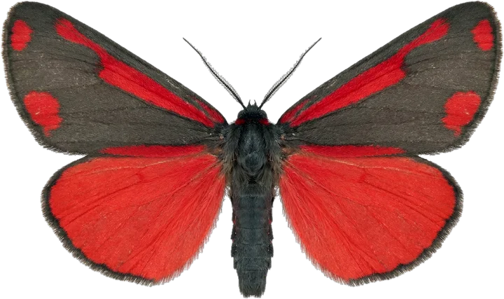 Spinneruilen, uitgesneden