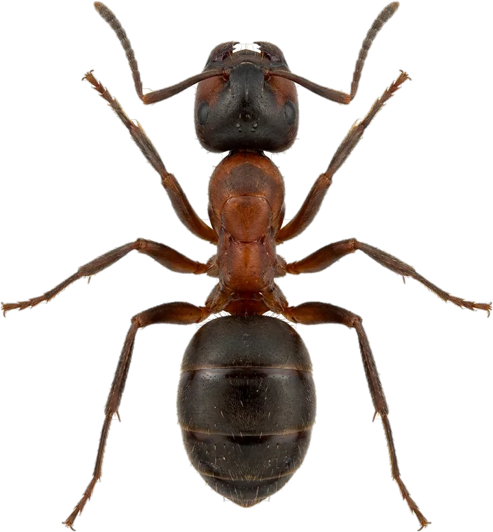 Ants, cut-out