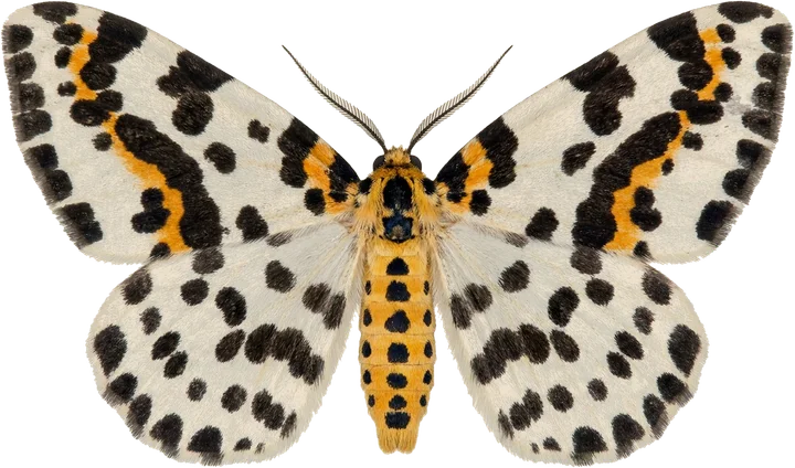 Geometer moths, cut-out