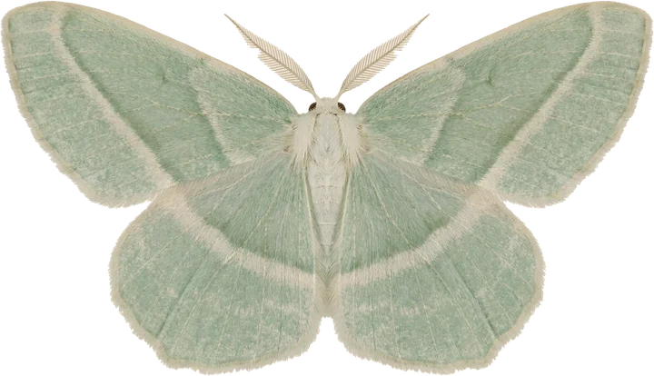 Geometer moths, cut-out