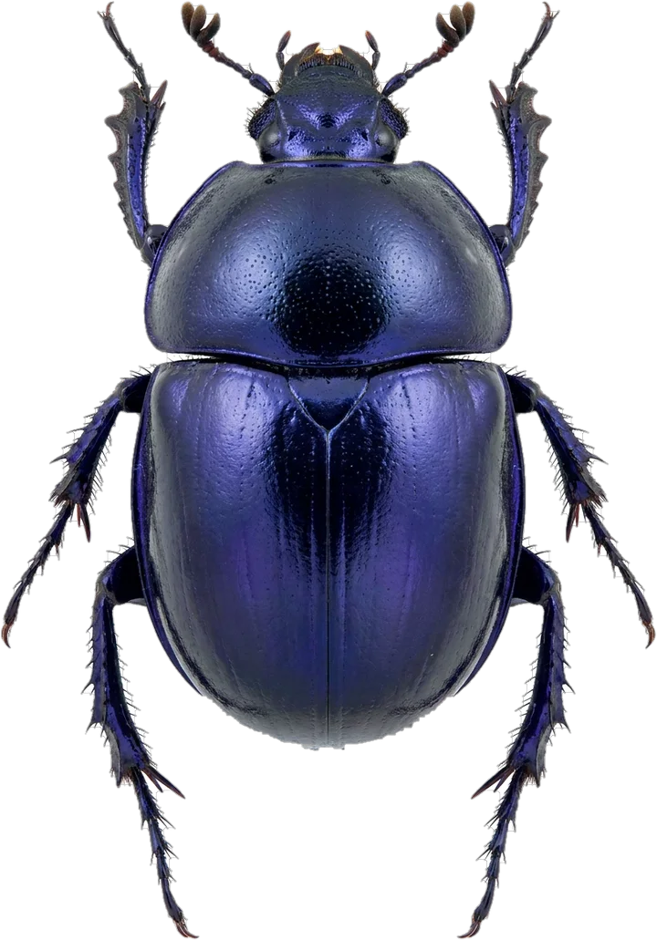 Dor beetles, cut-out