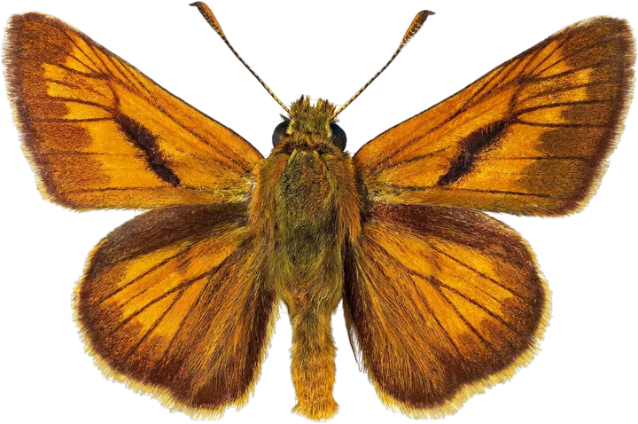 Skippers, cut-out