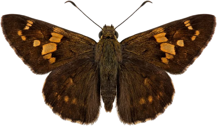 Skippers, cut-out
