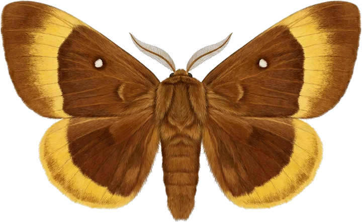 Lappet moths, cut-out