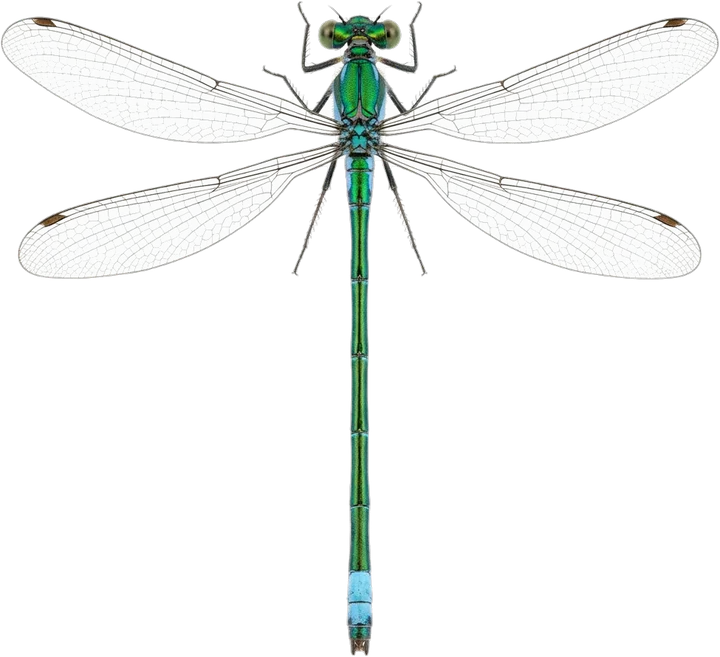 Spreadwings, cut-out