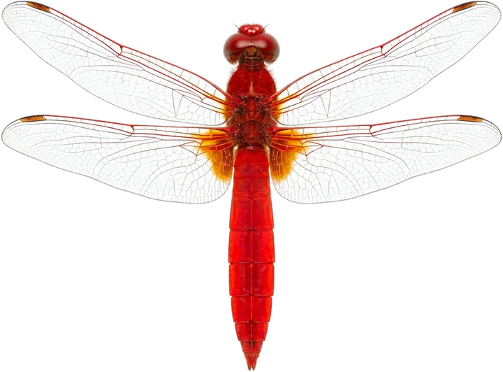 Skimmers, cut-out