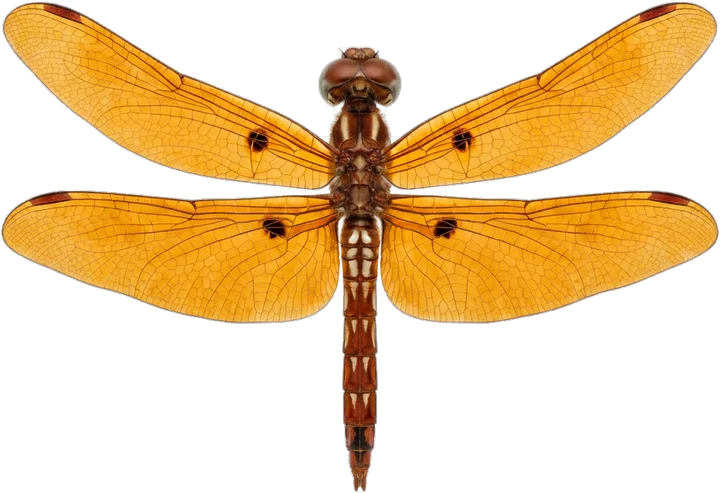 Skimmers, cut-out