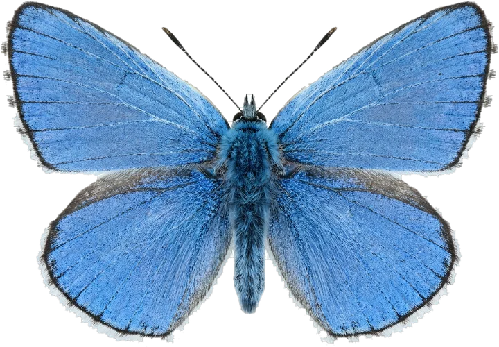 Blues and coppers, cut-out