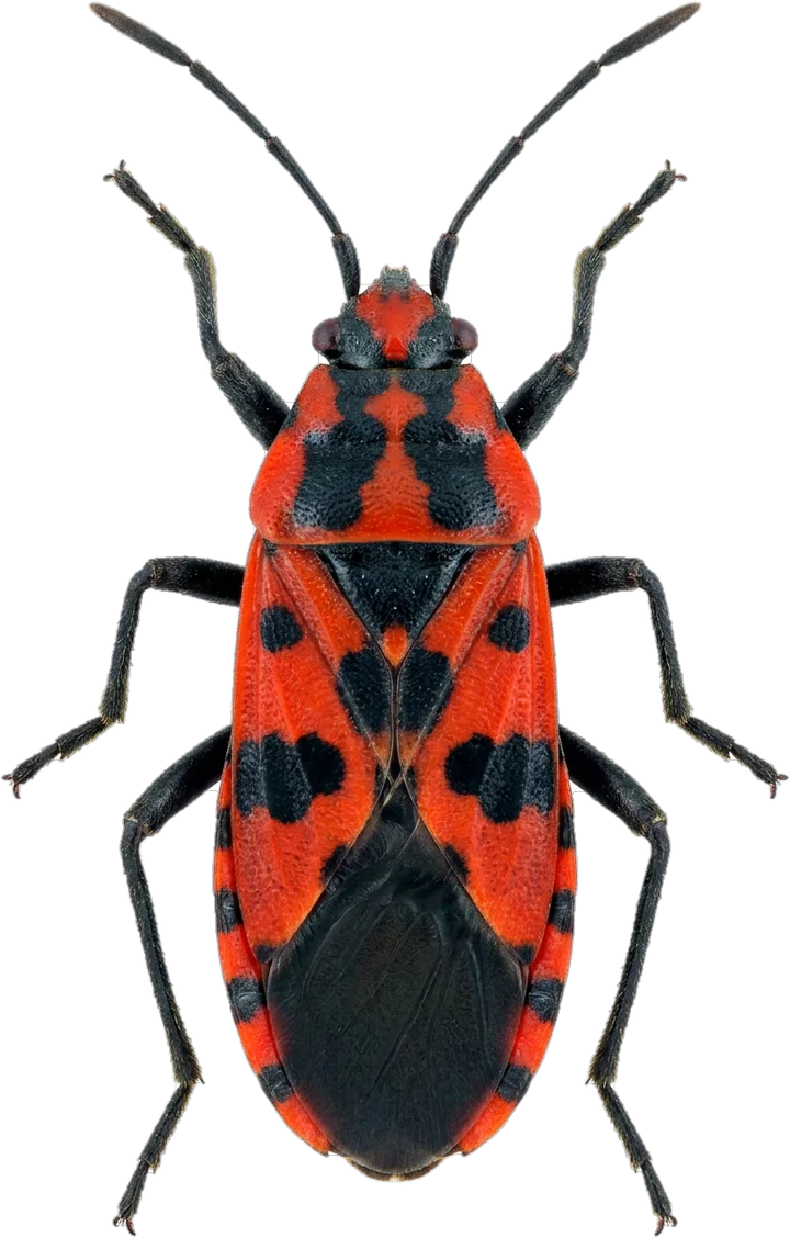 Seed bugs, cut-out