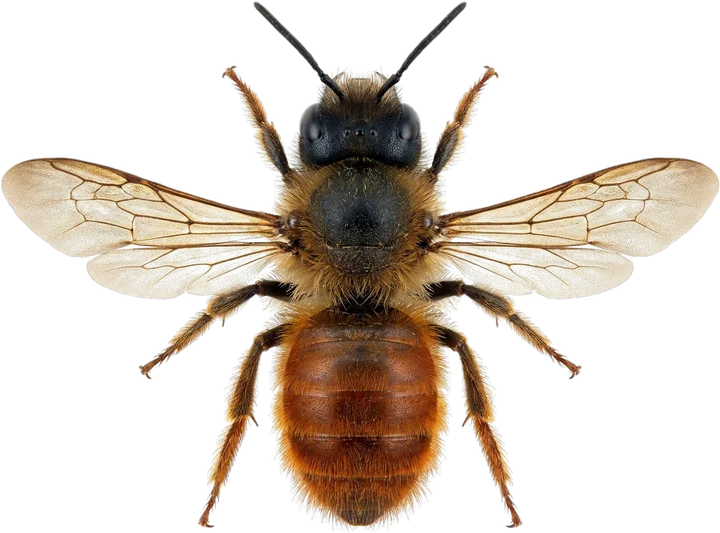 Leafcutter bees, cut-out