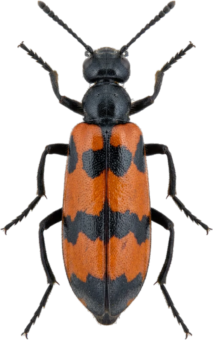 Blister beetles, cut-out
