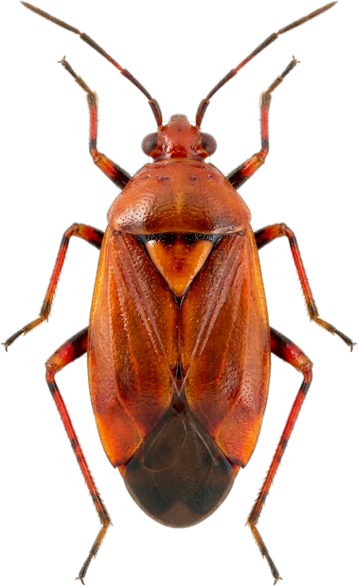 Plant bugs, cut-out