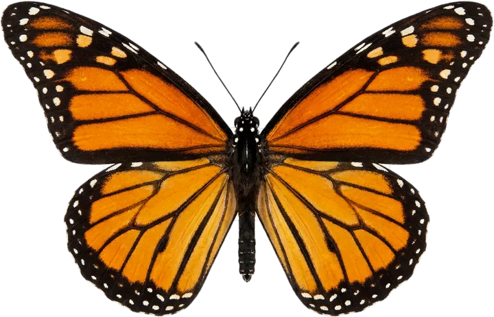 Brush-footed butterflies, cut-out