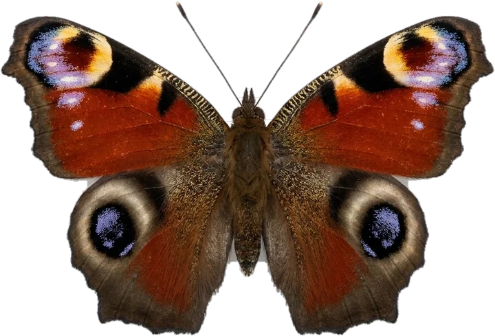 Brush-footed butterflies, cut-out