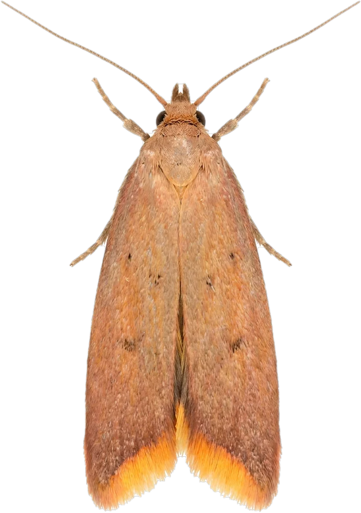 Concealer moths, cut-out