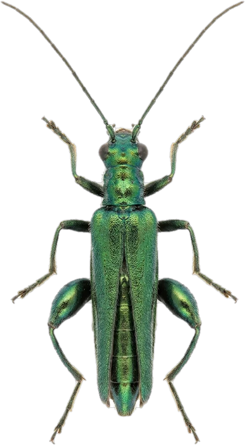 False blister beetles, cut-out