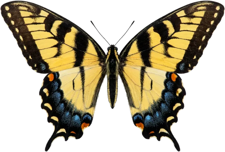 Swallowtails, cut-out