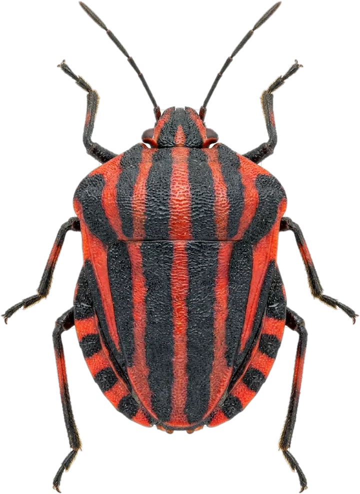 Shield bugs, cut-out