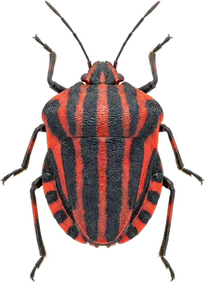 カメムシ科の切り抜き