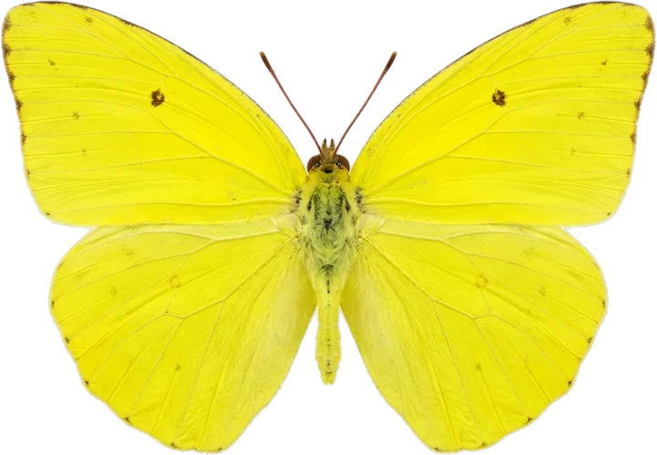 Whites and yellows, cut-out