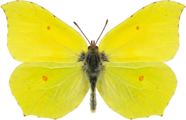 Whites and yellows, cut-out