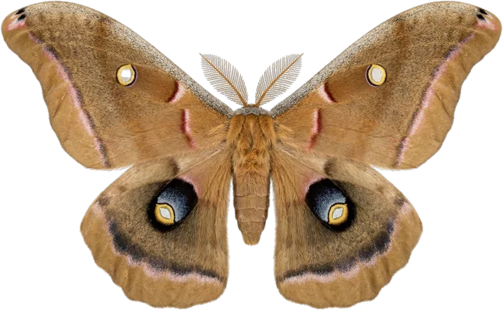 Emperor moths, cut-out