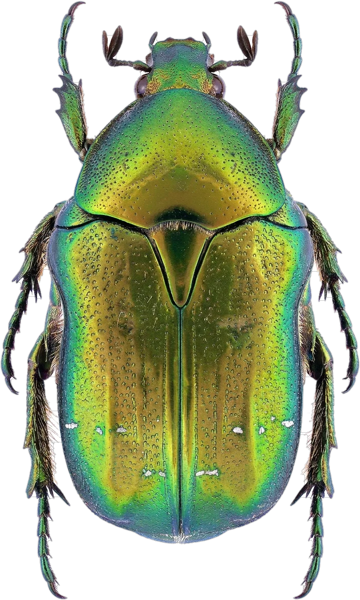 Scarabs, cut-out