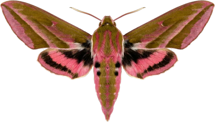 Hawk moths, cut-out