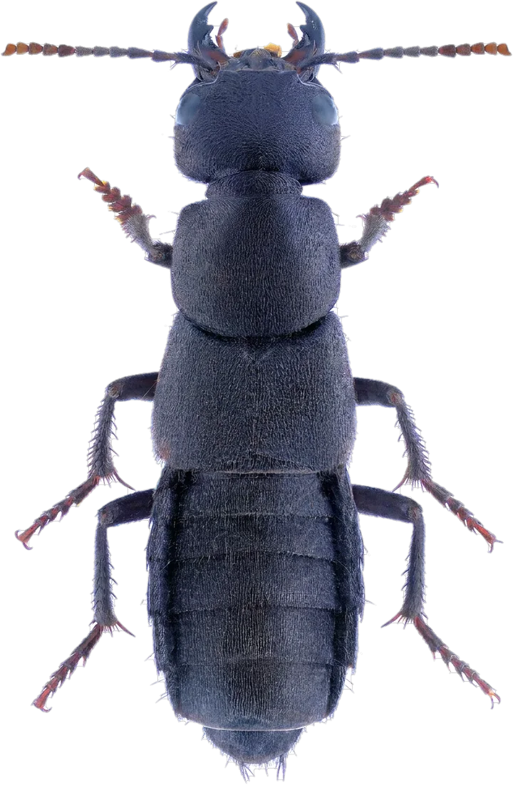 Rove beetles, cut-out