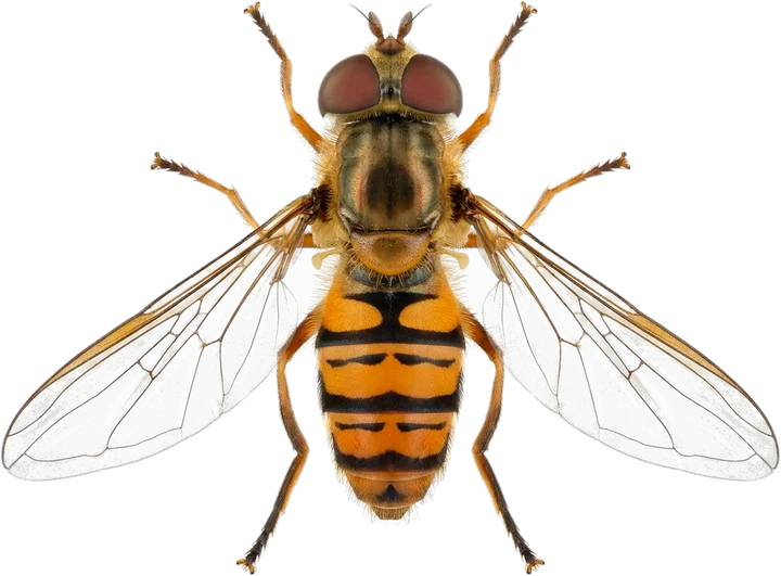 Hoverflies, cut-out