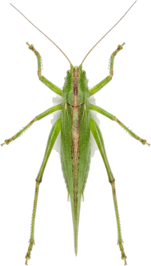 Bush crickets, cut-out