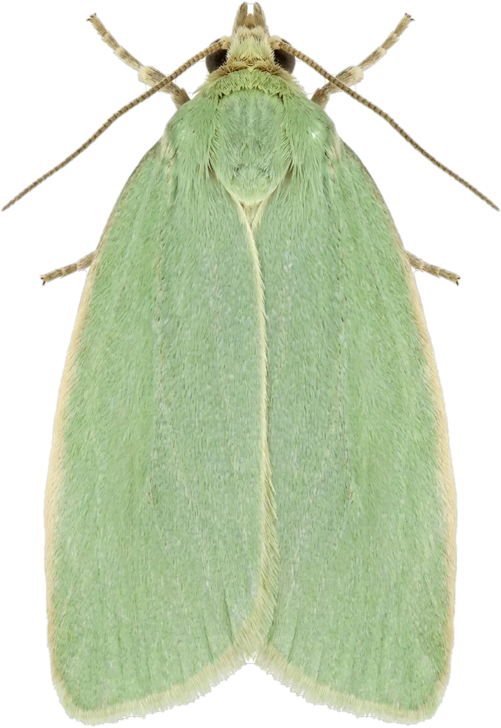 Tortrix moths, cut-out
