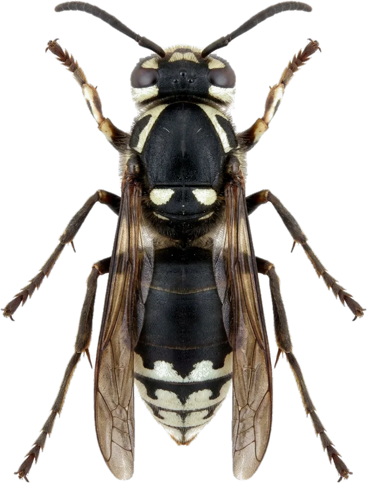 Wasps and hornets, cut-out
