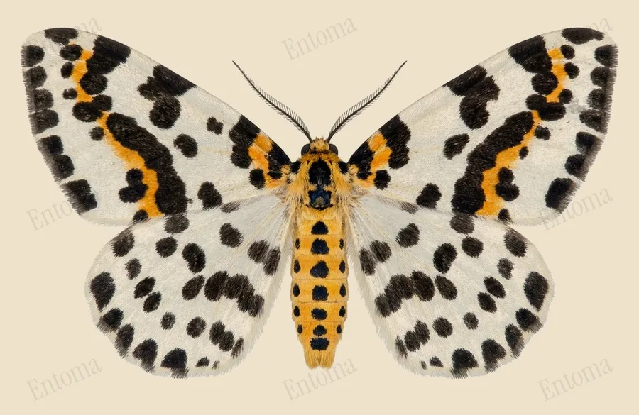 Magpie moth, Abraxas grossulariata, plate